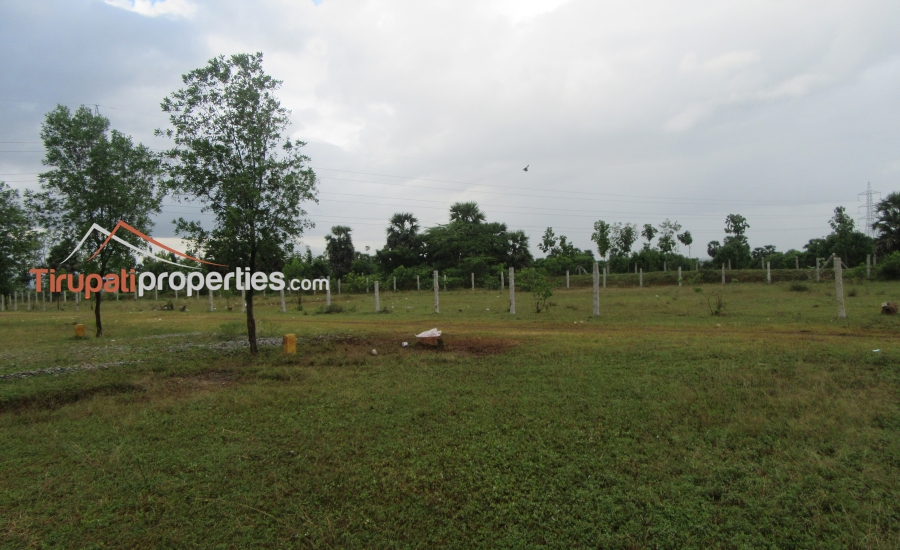 DTCP Approved Plots for Sale at Pangur to Sri Kalahasthi 100’ft Road